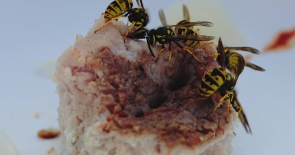 Czarny i żółty osy pokrycie przygotowane surowe roll makro — Wideo stockowe