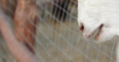 Özel hayvanat bahçesi ziyaretçisi yaşlı beyaz keçiyi kuru bitki ile besler