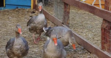 Kazların su kuşları ağılda otluyor.