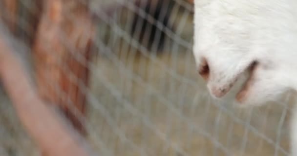 visiteur du zoo privé nourrit vieille chèvre blanche avec plante sèche 