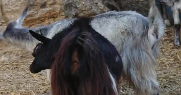 Sakallı keçilerin poposu taş kaldırım taşının yanında samanlıkta koşuyor. — Stok video