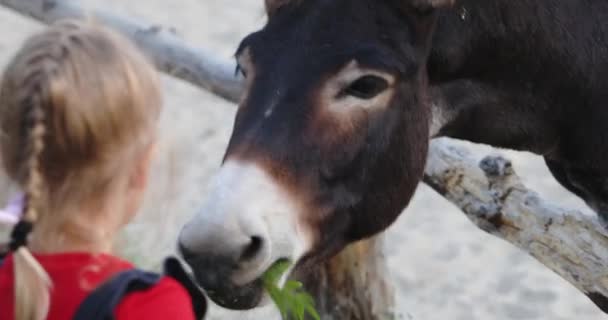 Yeni yürümeye başlayan çocuk çiftlikteki yeşil bitkilerle aç eşekleri besliyor. — Stok video