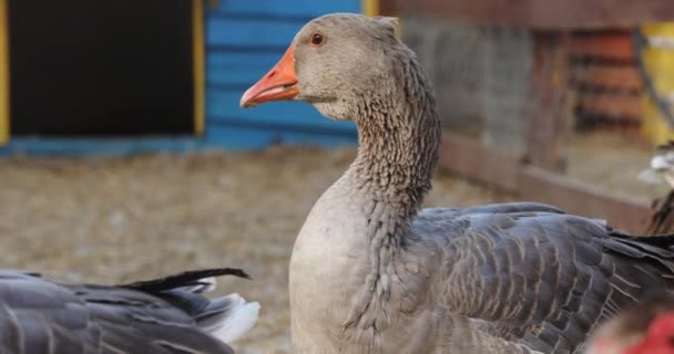 Hausvögel-Herde mit orangefarbenen Schnäbeln weidet auf Bauernhof — Stockvideo