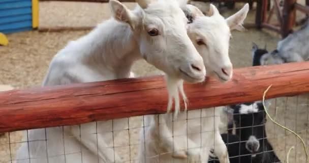 Child gives leaves feeding goats at fence on country farm — Stock Video