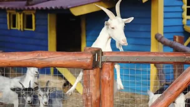 Kozy poruszają się wzdłuż ogrodzenia, a maluch rzuca pokarmem zwierzętom. — Wideo stockowe