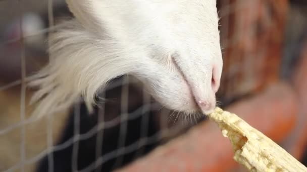 Dětská ruka dává jídlo koze a ukazuje péči na farmě — Stock video
