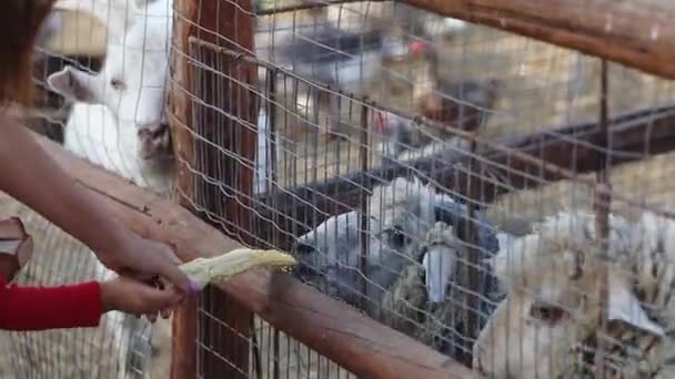 Anya és gyermek takarmány juhok legeltetés közelében kecskék állatkertben — Stock videók