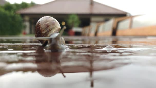 蜗牛,带着模糊的触角沿着潮湿的木头特写爬行 — 图库视频影像