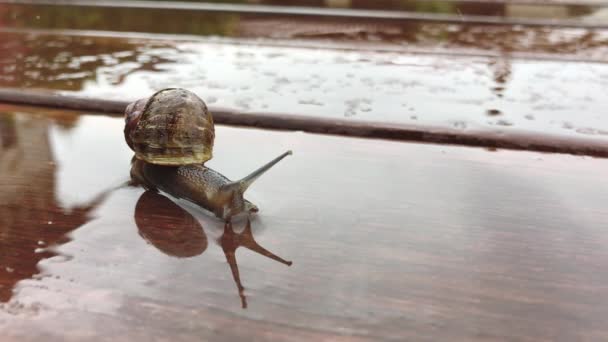Large snail crawls along wet table reflecting silhouette — Stock Video