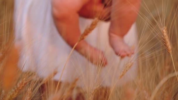 Słodkie małe dziecko siedzi na ramionach matki dotyka złotej pszenicy — Wideo stockowe