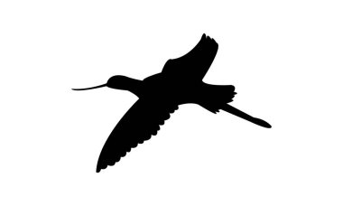 Uçan Andean avocet kuş silueti Tasarım ve Vektör İllüstrasyonu. 