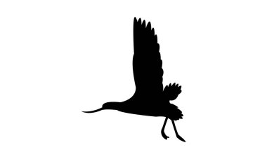 Uçan Andean avocet kuş silueti Tasarım ve Vektör İllüstrasyonu. 