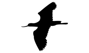 Uçan Andean avocet kuş silueti Tasarım ve Vektör İllüstrasyonu. 