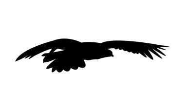 Uçan And Akbaba Kuşu Siluet Tasarım ve Vektör İllüstrasyonu. 