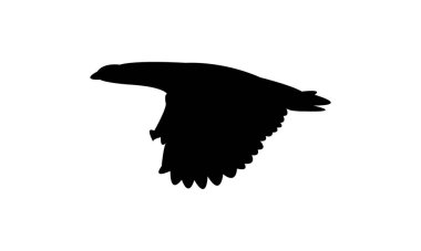 Uçan Kaz Kaz Kuşu Siluet Tasarım ve Vektör İllüstrasyonu. 