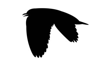 Uçan Andean martı kuş silueti Tasarım ve Vektör İllüstrasyonu. 