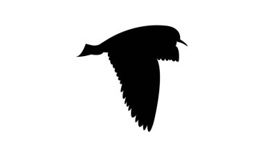 Uçan Andean martı kuş silueti Tasarım ve Vektör İllüstrasyonu. 