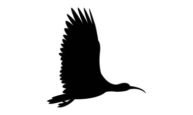 Uçan Andean ibis kuş silueti tasarım ve vektör çizimi. 