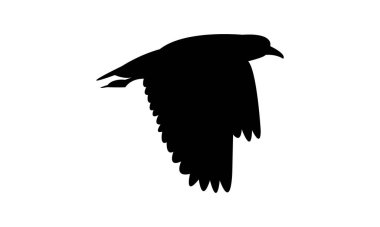 Uçan Andean kanatlı kuş silueti tasarım ve vektör ilüstrasyonu. 