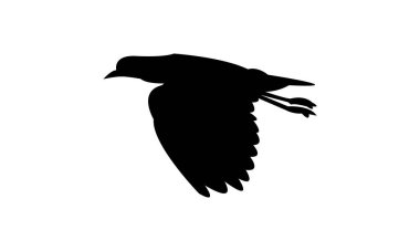 Uçan Andean kanatlı kuş silueti tasarım ve vektör ilüstrasyonu. 