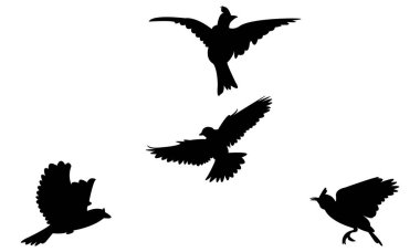 Uçan Angola tarlakuşu silueti Tasarım ve Vektör İllüstrasyonu. 