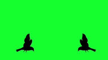 Uçan Kuşların Silüeti Yeşil Ekran Hareketi Tasarımı.
