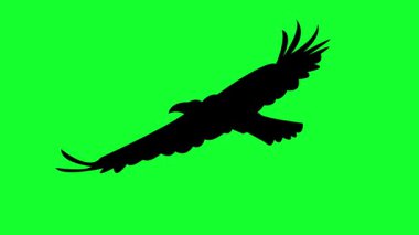 Uçan Kuşların Silüeti Yeşil Ekran Hareketi Tasarımı.