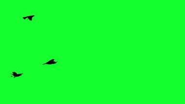 Uçan Kuşların Silüeti Yeşil Ekran Hareketi Tasarımı.