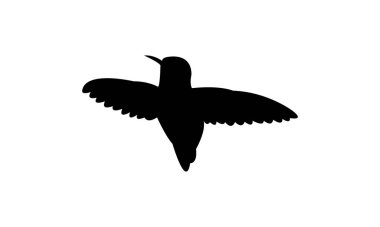 Flying Anna's hummingbird Silhouette Design And Vector Illustration. 