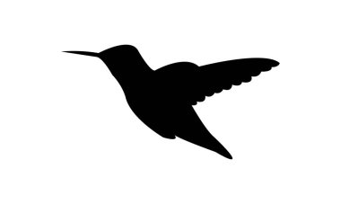 Flying Anna's hummingbird Silhouette Design And Vector Illustration. 