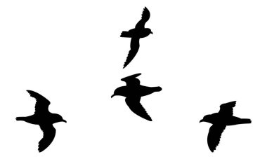 Uçan Antarktika fırtına kuşu kuş silueti tasarım ve vektör çizimi. 