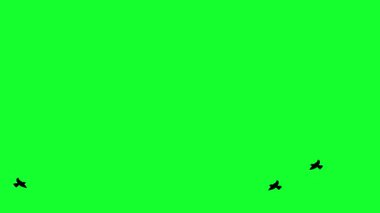 Yeşil Ekran Hareketi Tasarımı ile uçan kuş sürüsü.