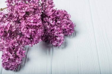 Bahar çiçekleri. Eflatun çiçekler Beyaz ahşap zemin üzerinde. Üstten Görünüm, düz yatıyordu