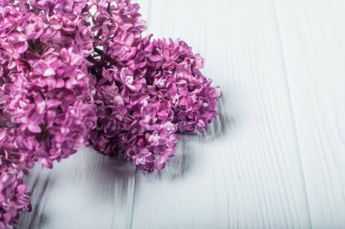 Bahar çiçekleri. Eflatun çiçekler Beyaz ahşap zemin üzerinde. Üstten Görünüm, düz yatıyordu