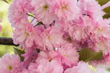 Güzel kiraz çiçeği sakura ilkbahar zamanı mavi gökyüzünde.