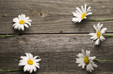 rustik ahşap yüzey üzerinde papatya çiçeği