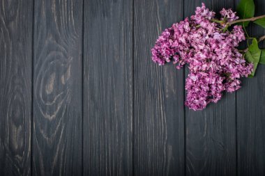 Koyu ahşap arka plan üzerinde güzel Eflatun çiçekler