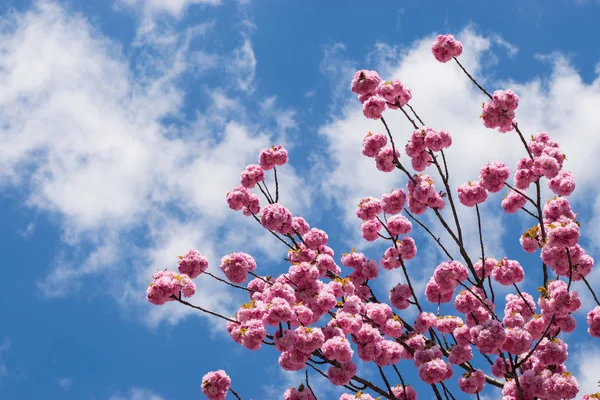 Güzel kiraz çiçeği sakura ilkbahar zamanı mavi gökyüzünde.