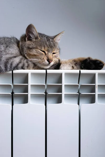 Un gatto tigre che si rilassa su un radiatore caldo — Foto Stock