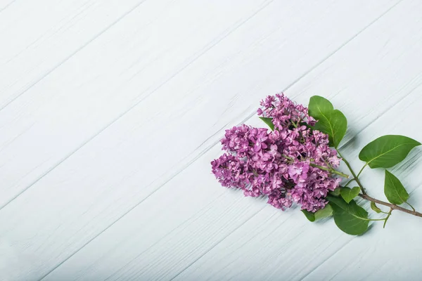 Flores da Primavera. Flores de lilás sobre fundo de madeira branca. Vista superior, flat lay — Fotografia de Stock