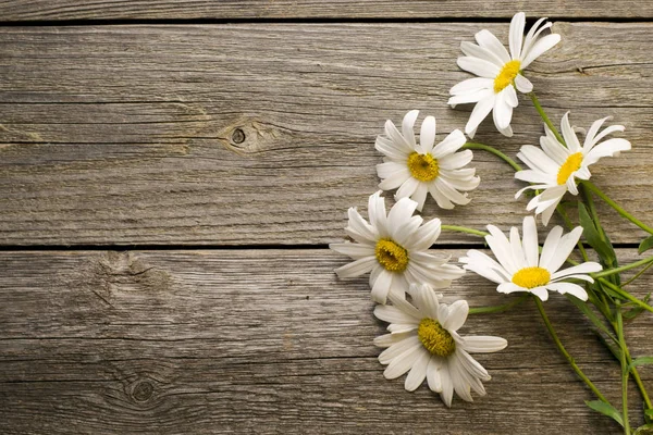 rustik ahşap yüzey üzerinde papatya çiçeği