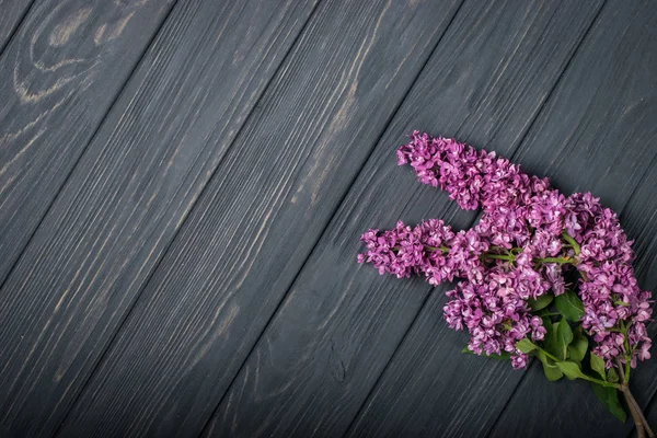 As belas flores lilás em um fundo de madeira escura — Fotografia de Stock