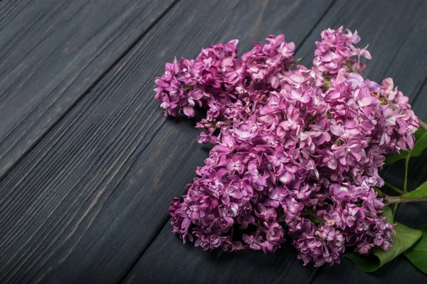 As belas flores lilás em um fundo de madeira escura — Fotografia de Stock