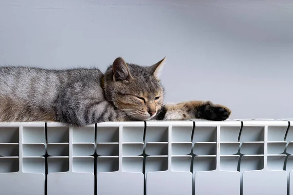 Een tijger kat ontspannen op een warme radiator — Stockfoto