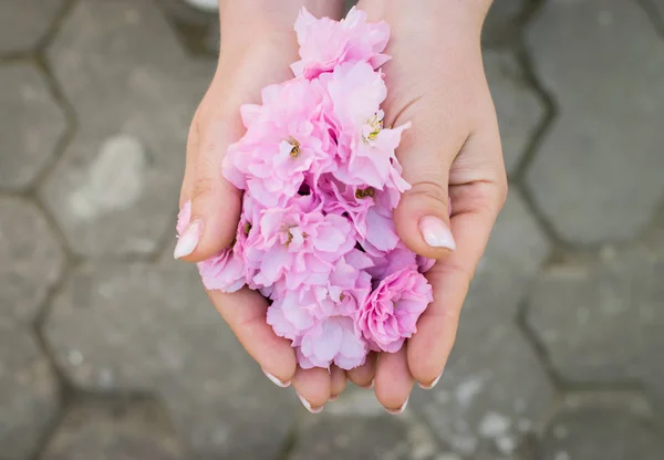 Folhas de flores de cerejeira nas mãos de uma mulher — Fotografia de Stock