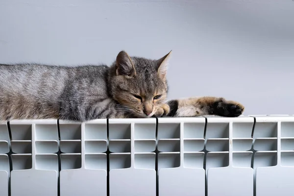Eine Tigerkatze entspannt sich auf einem warmen Heizkörper — Stockfoto