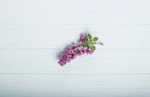 Flores da Primavera. Flores de lilás sobre fundo de madeira branca. Vista superior, flat lay — Fotografia de Stock