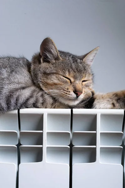 Un gatto tigre che si rilassa su un radiatore caldo — Foto Stock