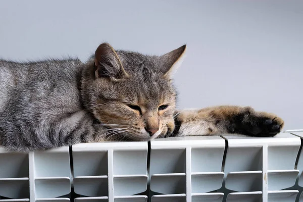 Un gatto tigre che si rilassa su un radiatore caldo — Foto Stock