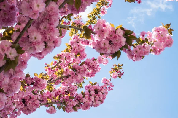 Güzel kiraz çiçeği sakura ilkbahar zamanı mavi gökyüzünde.